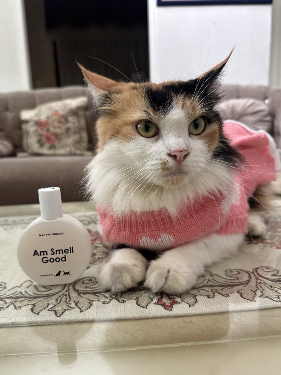 halo aku kucing tweet media