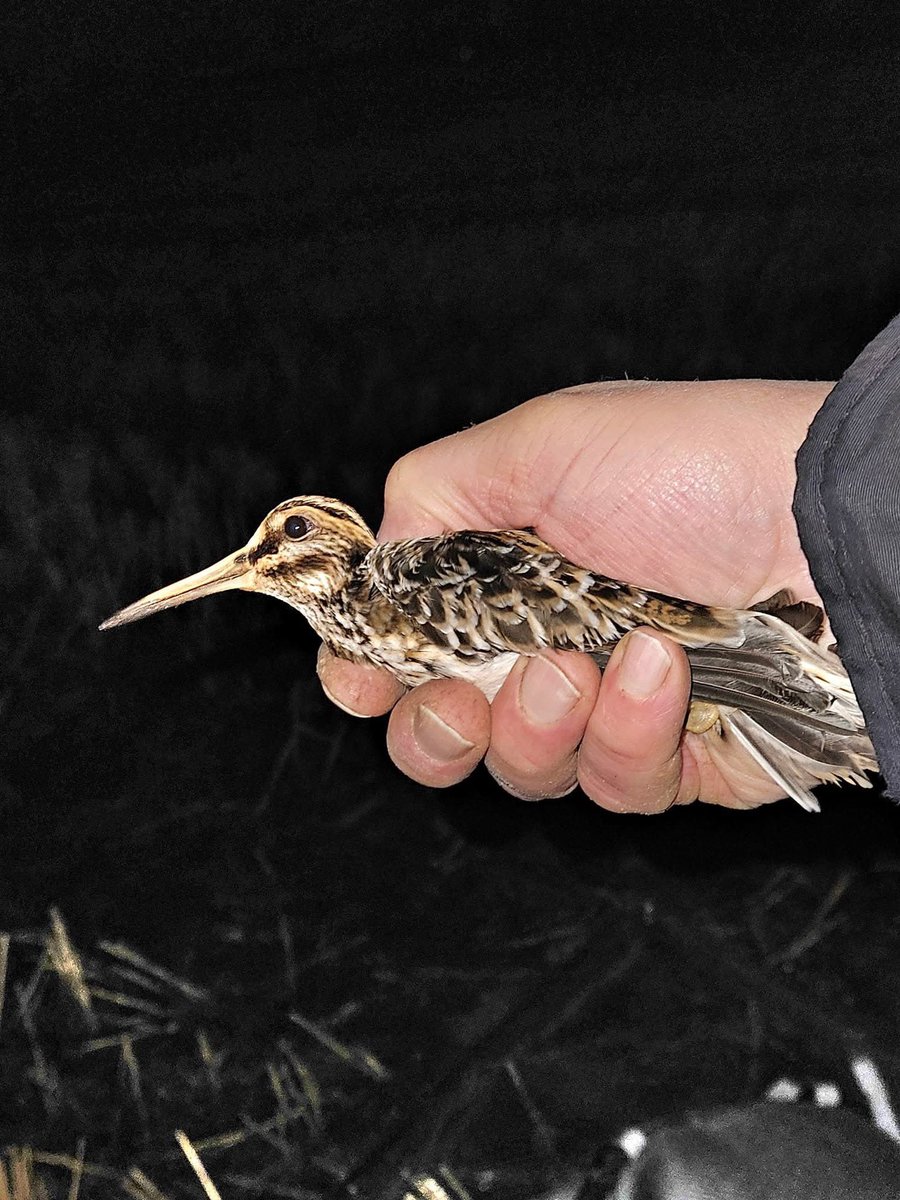 Fantastic Jack Snipe retrap at my small suburban farmland study site. The bird was first caught and ringed as an adult on 21st December 2023. It was retrapped a few weeks ago this winter a few hundred meters away. Thermal doing the business once again!