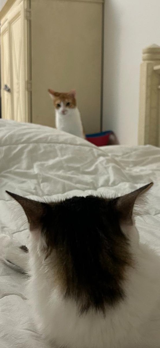 We’re friends, aren’t we 😽