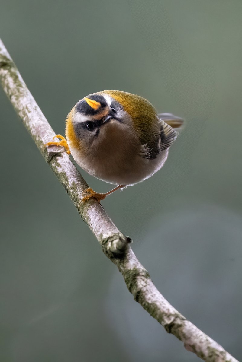 Male firecrest from Blaise, Bristol yesterday. Merry Xmas everyone ❤️‍🔥<a href="/bristolbirding/">BristolBirding</a>