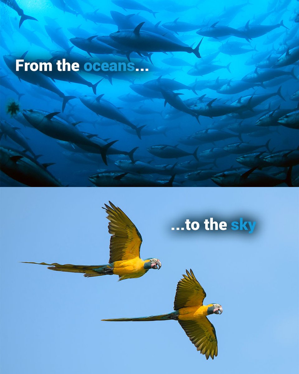 Tweet media one