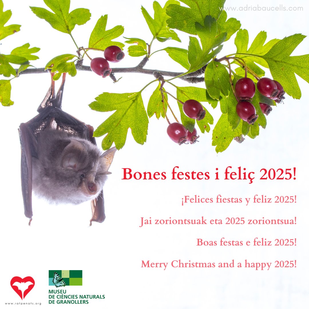 Des de l'equip del Programa de Seguiment de Ratpenats us desitgem unes bones festes i un feliç 2025! 🦇✨

Acabem un altre any i no podríem estar més agraïts amb la feinada que feu els voluntaris!🤩

Per un 2025 ple de ratpenats i natura🦇🎄