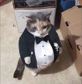 Why you should have a cat tweet media