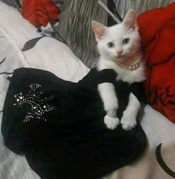 Romeo                                          Juliet