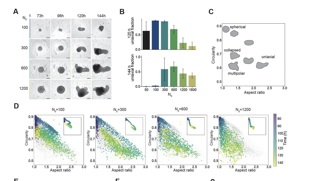 Alfonso Martinez Arias (@amartinezarias) on Twitter photo Beginning to unravel fundamental questions of pattern formation during #development w/ #gastruloids biorxiv.org/content/10.110………. Defining issues that arise from the regulative properties of Cell ensembles. Excellent from <a href="/isma_bennabi/">Isma Bennabi</a> <a href="/gregorscience/">Thomas Gregor</a>
#InNumbersWeTrust Beginning to unravel fundamental questions of pattern formation during #development w/ #gastruloids biorxiv.org/content/10.110………. Defining issues that arise from the regulative properties of Cell ensembles. Excellent from <a href="/isma_bennabi/">Isma Bennabi</a> <a href="/gregorscience/">Thomas Gregor</a>
#InNumbersWeTrust