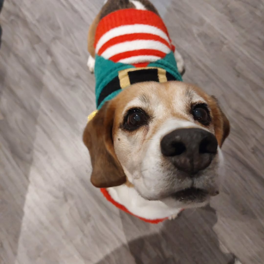 La primera foto es de uno de los cientos de beagles que han sido torturados y asesinados en el laboratorio madrileño de Vivotecnia (empresa que sigue siendo contratada con ingentes cantidades de dinero público). Durante su triste vida como “nº32”, sólo conoció una jaula y un