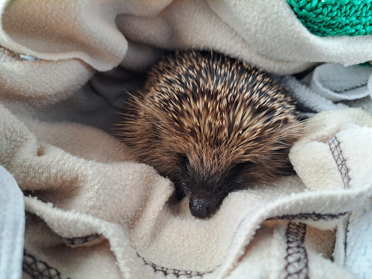 CaerphillyHog's tweet image. Sven came to our rescue on 2/12, 446g.  This nervous chap was dehydrated, underweight for this time of year, and later found to have lungworm, roundworm and fluke.  Sven is responding to treatment and is now over 550g. ❤️🦔
#hedgehog #WildlifeConservation #wildlife #charity