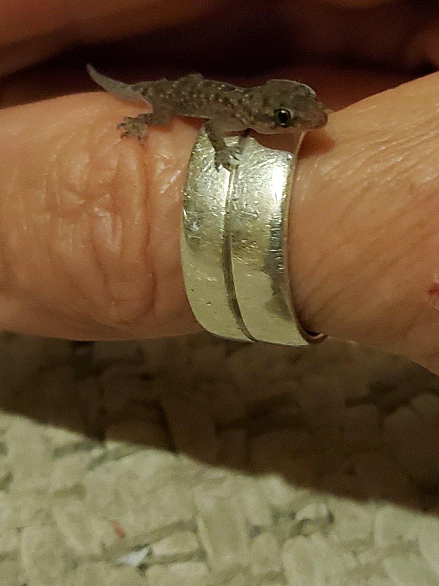 🌱Pene🤿🌻🐝🦀🦈🐋🦑🐔🦆 tweet media