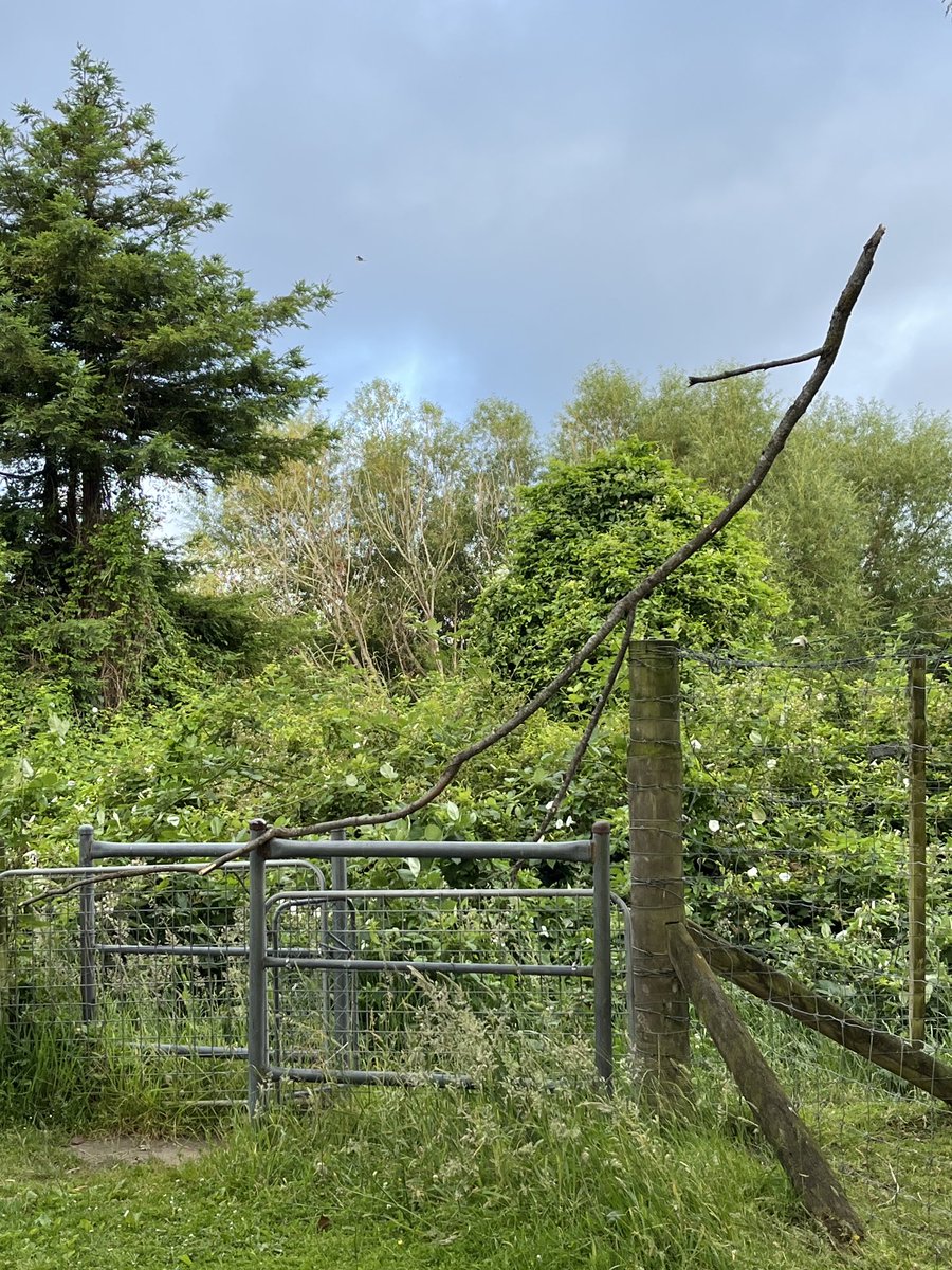 ClaireM_Banking's tweet photo. #DailyWalkPic 24/12/24
I assume someone put this branch here, but it seems a lot of effort to go to. If it just fell, itโs an amazing way to land. https://t.co/I1Mjwla6xR