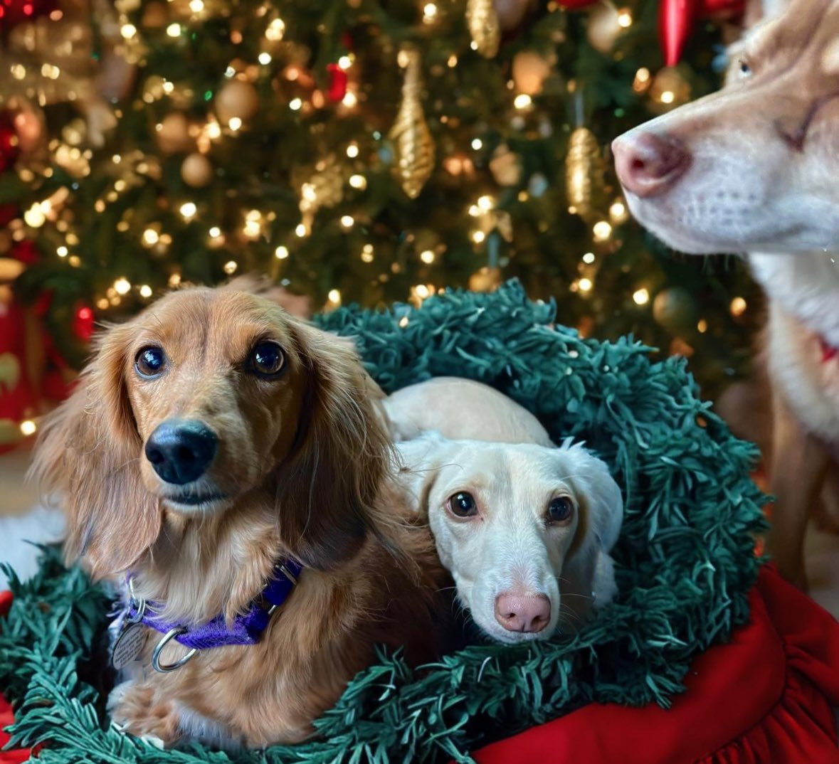EdgarWiener's tweet photo. @K9BackPack So thankful for you Sharon! We are now mostly on Instagram.  Merry Christmas 🎄 🌟🎄
#LoveWienerville 💌 https://t.co/SA40Adwh8R