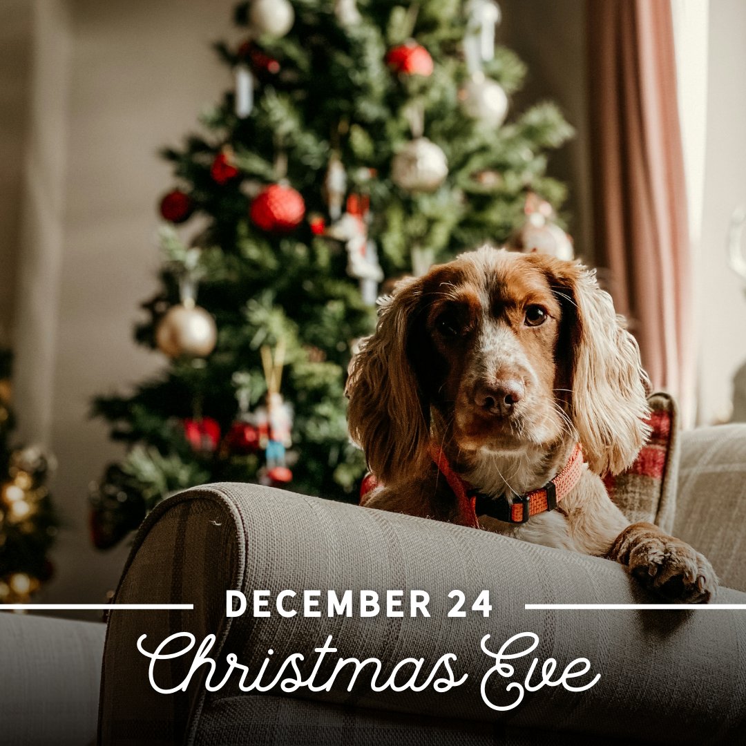 pointvicenteah's tweet image. Getting comfy for the big night! How are you celebrating Christmas Eve with your pets? 🎅🐾🎁 

#ChristmasEve #HolidayPets #Christmas #pointvicenteanimalhospital