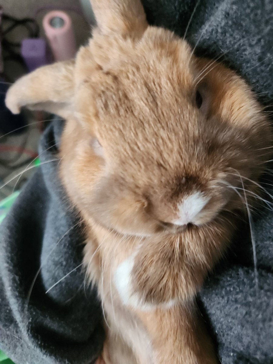 zanblackk's tweet photo. Furry blessings for Christmas. Hoppy Holidays everyone @Peridotagon @M_C_Phoenix @sadpandastudios @CrushCrush @shaunaitcheson @Sonictheskelet1 @SonicPrime12 @WadjetEyeGames @bobchao87 @yangyangmobile #HollandLop #LopRabbit #ChocolateTort https://t.co/rGxt0yQMLR