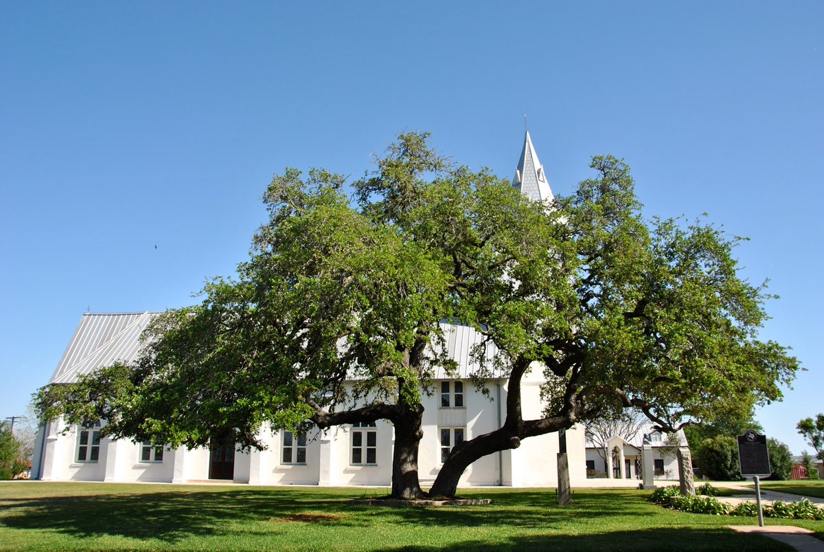 TXForestService's tweet photo. At midnight on Christmas Eve in 1854, settlers bent in prayer for mass under live oak trees overlooking the junction of the San Antonio and Cibolo rivers.
Read about the Panna Maria Oaks: https://t.co/yqVWCWP3at #RootsofTexasForestry https://t.co/GjOaF8hQSB