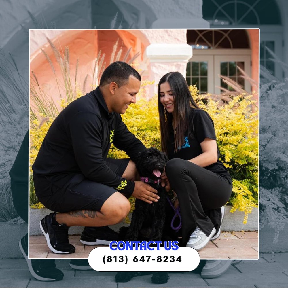 Dogcrewllc's tweet photo. Aggression issues? We offer specialized dog aggression training to help safely manage and modify these behaviors. Trust our expertise—reach out now! #DogAggressionTraining #DogCrewTraining
https://t.co/n7xKLRI1rj https://t.co/eVD6mkTn0k