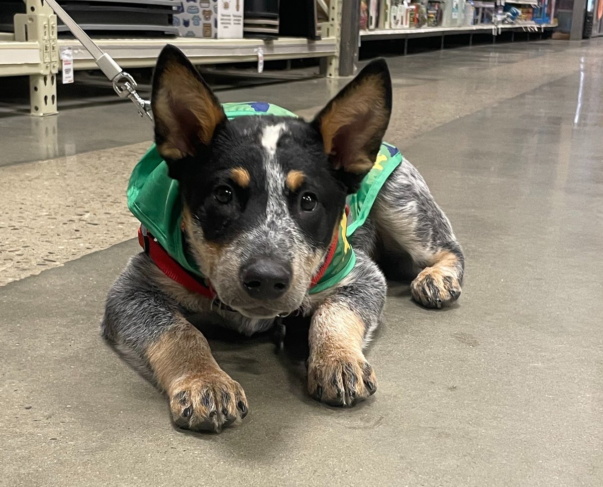 officialshotvet's tweet image. 🎅 Santa Paws is making his list—has your pet been naughty or nice this year? 🐾

#PetHealthTips #HolidayPets #FurryFestivities #HealthyPetsHappyHolidays #SeasonalPetCare #PawsAndPresents #SantaPaws #HappyHealthyPets #DogsOfInstagram #CatsOfInstagram