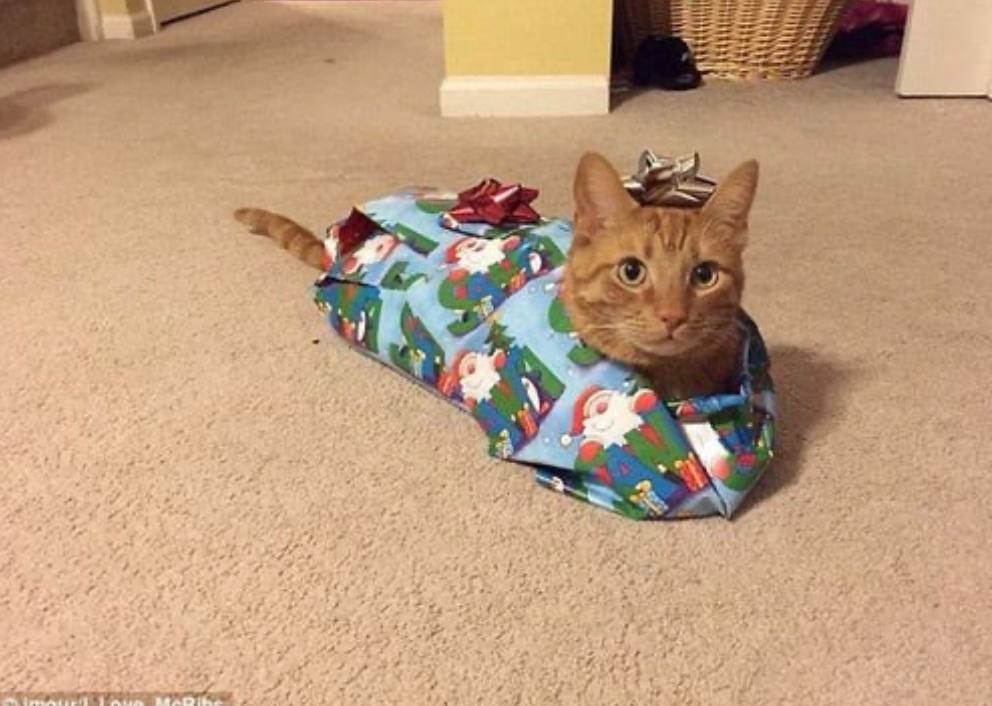 DarkCryptoSoul's tweet photo. @Regrets10x GM
i hunted a ticker and saw #GIFTCAT
ca : 2KgLB6yZMZ4epGmmijxfVDSzU7rtujs3iyTNmn6Lpump https://t.co/COLJf2qH87