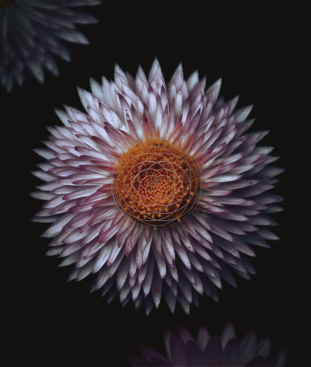 libertyvisions_'s tweet image. Art on @walletbubbles 💜

"Flower of Life"

Gave $LIFE to a Strawflower Created for @etherstu 's #floweroflife art contest and was chosen amongst the top 10 winners 🪷

1/1 for 100 $

Hoping to sell it out before 2024🥹🫶🏻

🔗👇🏻