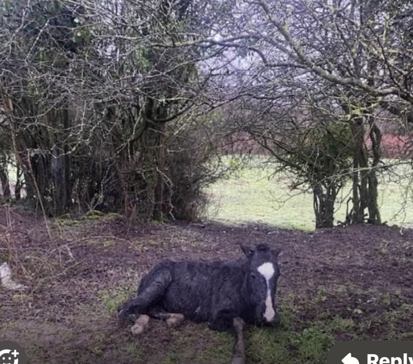 💔💔💔💔💔💔 We rushed to the scene of the poor pony that was down, took us an hour and a half…just got word that the pony was put to sleep but we still didn’t get exact location. 
If people report something so serious, please make sure you post exact location, keep your phone