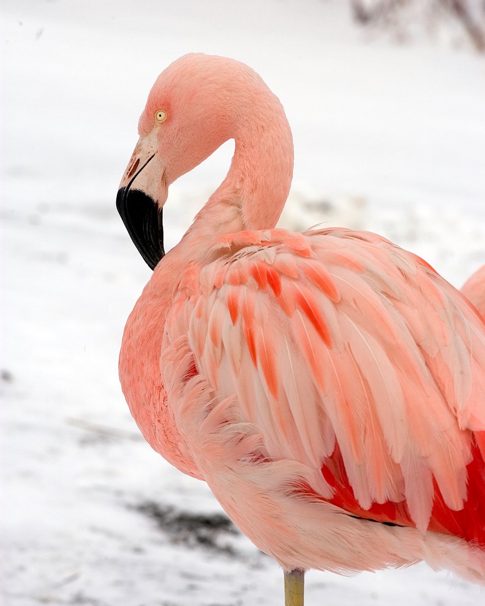 Flamingos might not be the first species you think of when you think of "winter-ready animals", but Chilean flamingos are well-suited to cold temps! Adapted to the extreme conditions in the Andes Mountains, they're chill when it comes to Chicago winters.