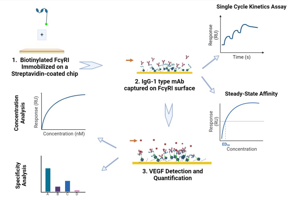 In our recent paper <a href="/MDPIOpenAccess/">MDPI</a>, we developed a stable, regenerable, biosensor setup for sensitive detection and accurate quantification of VEGF. For this, we leveraged real-time label-free biomolecular interaction characterization with SPR technology.
doi.org/10.3390/bios14…