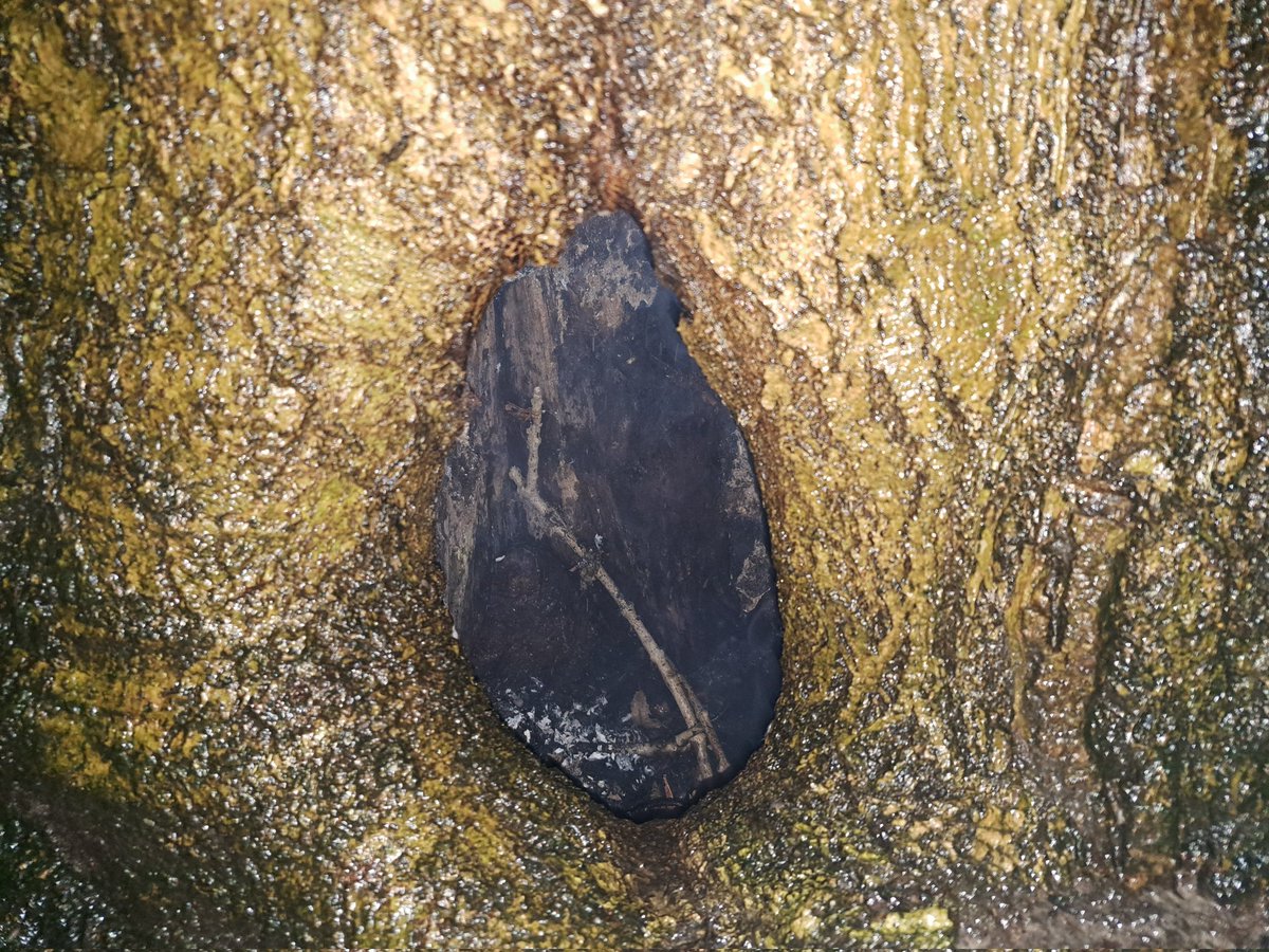 Buitenbrand in holle boom in Woudenberg