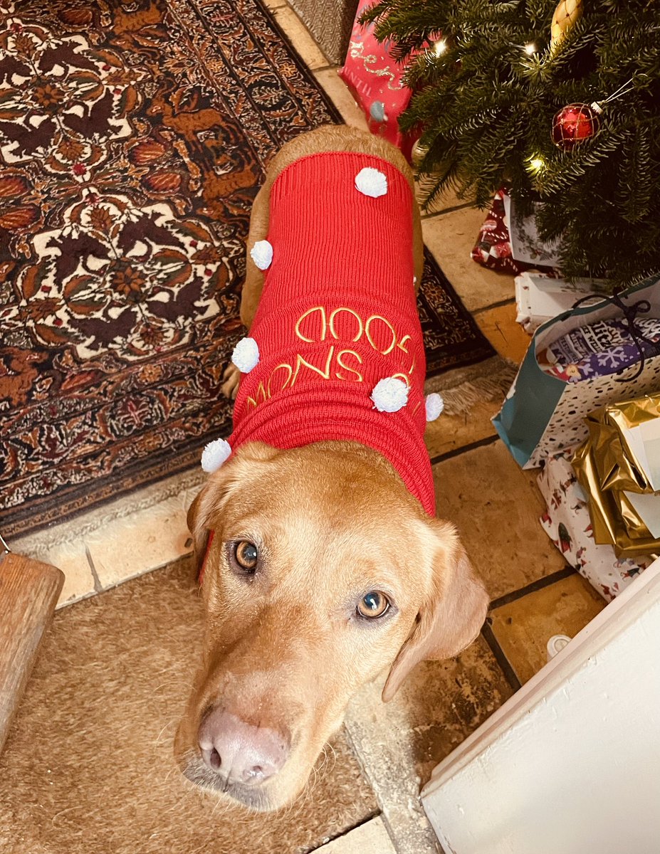 GuyOpperman's tweet image. We have reached the “dressing up the dog” stage of #Christmas 
#zola #uptosnowgood