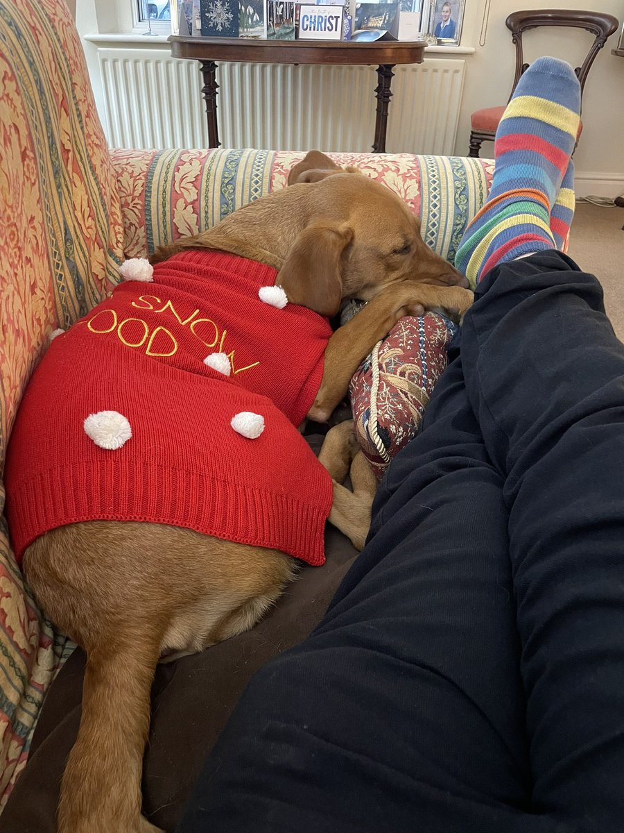 GuyOpperman's tweet image. We have reached the “dressing up the dog” stage of #Christmas 
#zola #uptosnowgood
