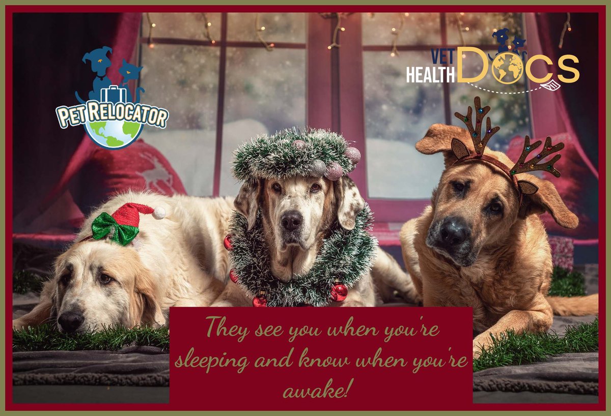 vethealthdocs's tweet photo. All through the house not a creature was stirring….. Except the pets! Don’t forget they are always watching! Have a great #ChristmasEve everyone! #furbabies #pettravel #pettravelservice #catshipping #militarypettravel https://t.co/svC76xjCoX