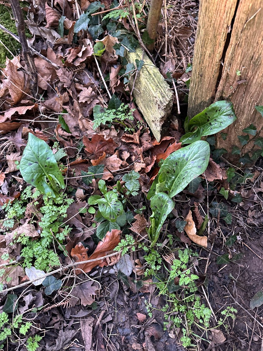 Arum, cuckoo-pint. Always one of the first to show. I heard a woodpecker “drumming” around 2 weeks ago- he was hard at it today. Perhaps he knows we have 17seconds more light today. Signs of spring everywhere. Wonderful.