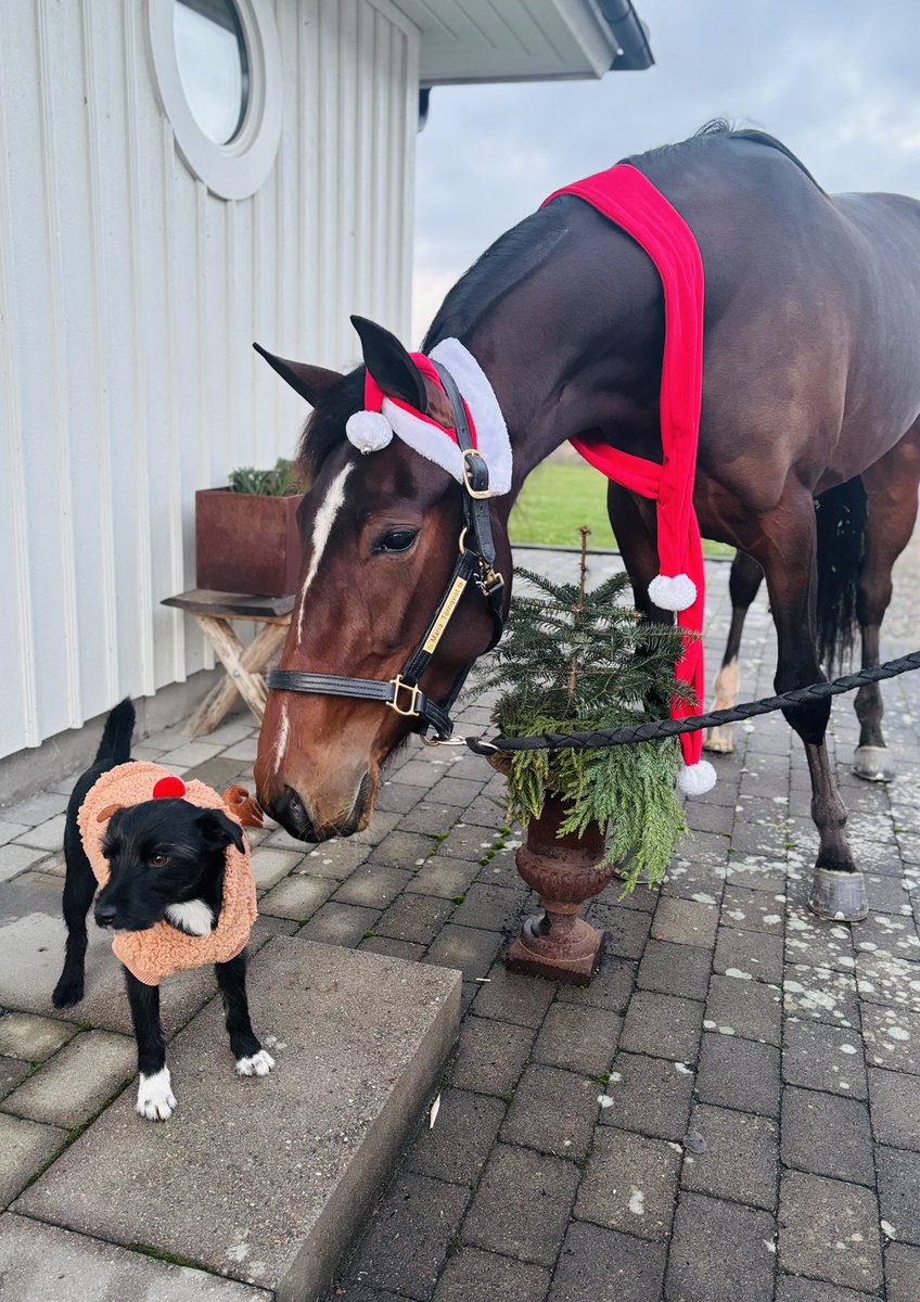 God Jul 🎄💫