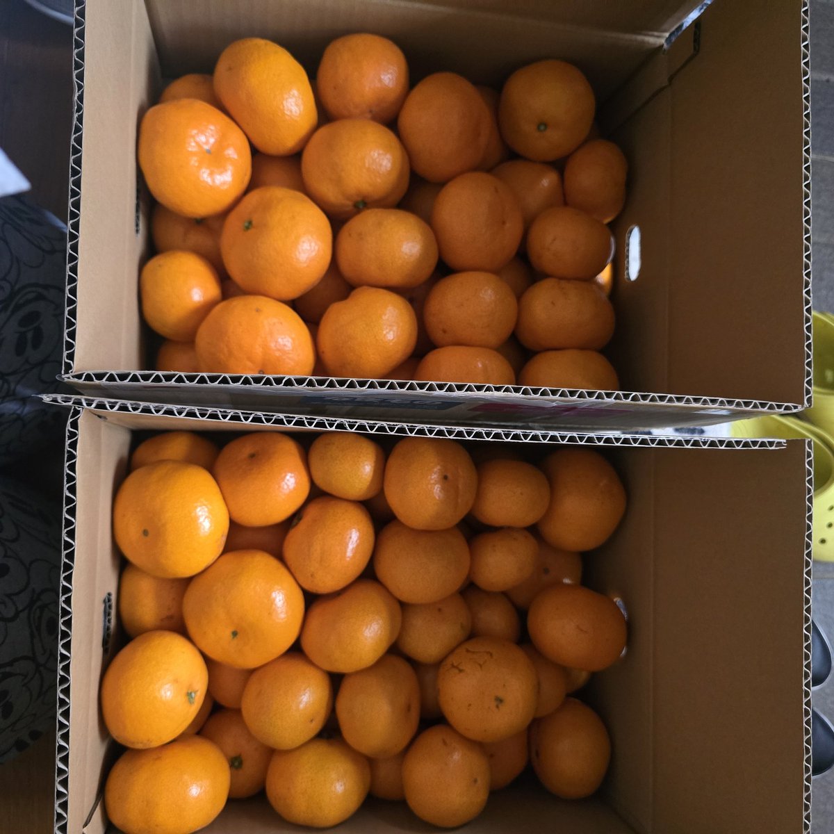 mayumin1610's tweet photo. 人工股関節仲間🦵小山さん家のみかん🍊
食いしん坊の私、食べ比べしたくて｢早生｣｢石地｣二種類注文❣️
どちらもとても甘くて美味しいみかん🍊
Dr.に、みかんも糖質！食べ過ぎNG🙅と言われても、美味しくてついつい食べちゃう😁
#人工股関節
#みかん
@woodback1994 https://t.co/2wSGyoCtrq