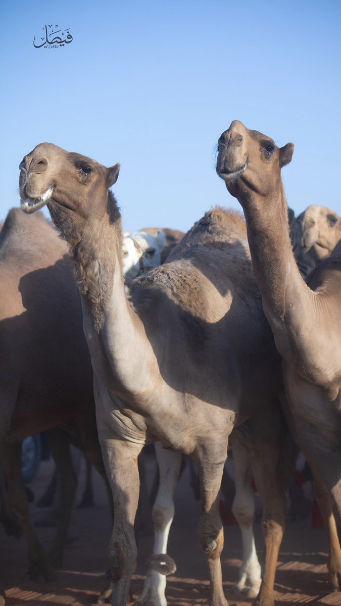 تصويري منقية مهيوبات وصاحبها رجل الاعمال : مشعل بن مطلق الزيادي 

#مهرجان_الملك_عبدالعزيز_للإبل9 #مهيوبات_الشعل #مهيوبات #عتيبه_الهيلا #ابن_حميد #حرش_العراقيب #الزيادي