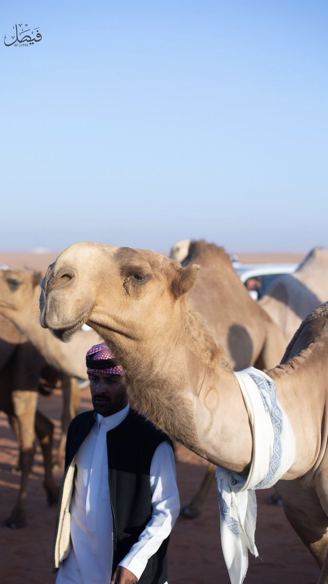سمو الشعل صاحبها رجل الاعمال : مشعل بن مطلق الزيادي 

#مهرجان_الملك_عبدالعزيز_للإبل9 #مهيوبات_الشعل #مهيوبات #عتيبه_الهيلا #ابن_حميد #حرش_العراقيب #الزيادي