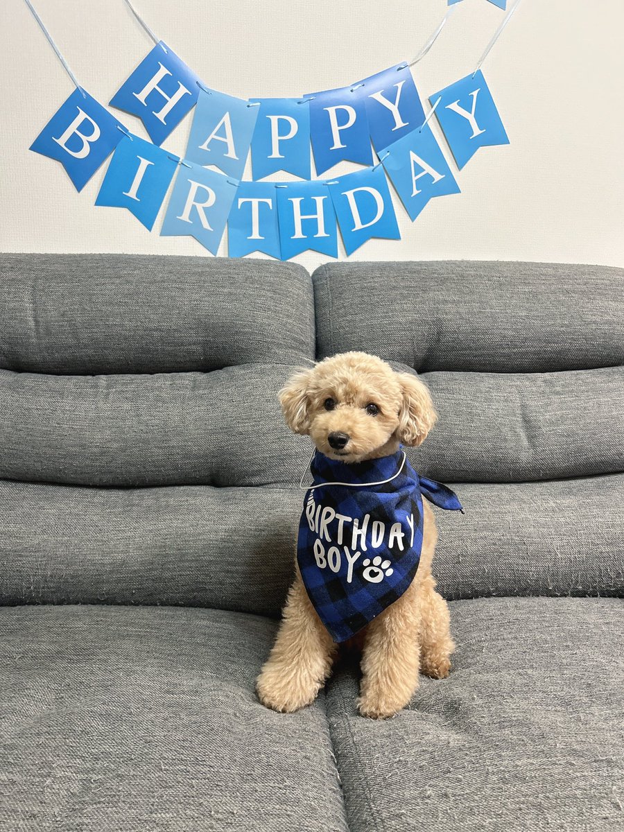 042baseball's tweet photo. 4歳🐶

@mugichan1224 https://t.co/v4CQEMfq2K