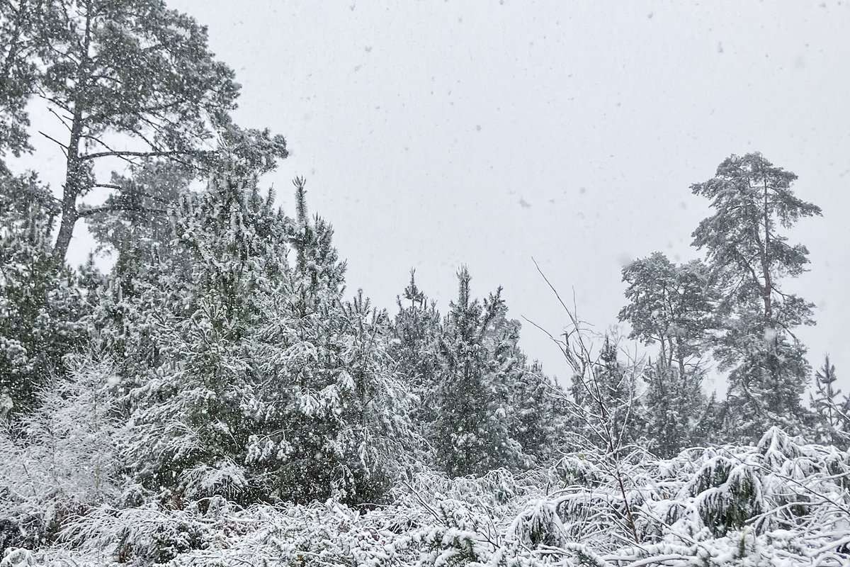 Season's Greetings to all of our followers from the #DorsetForests team! 🌳🎄

📷 Mark Warm BEM