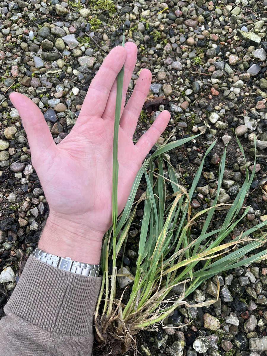 Frederik V. Larsen tweet media