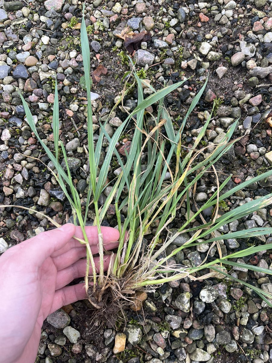 Frederik V. Larsen tweet media