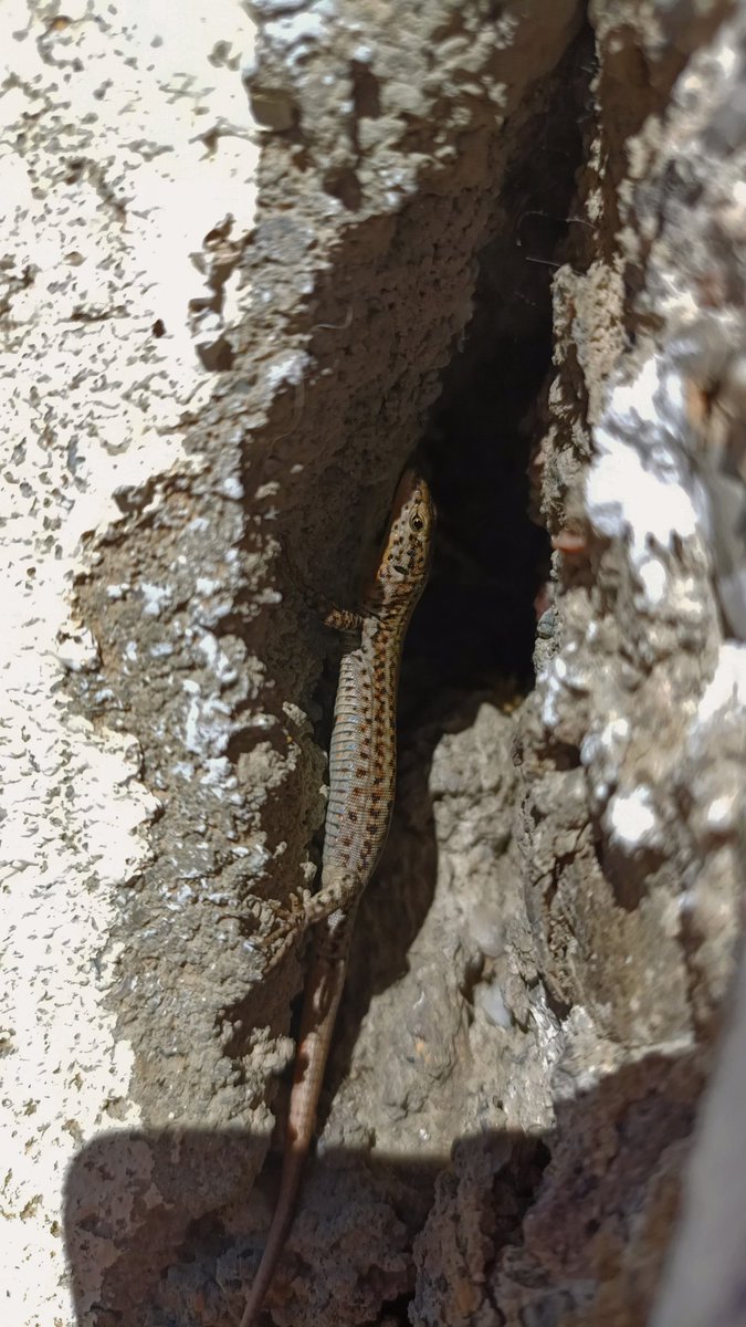 de vegades em dona per fer fotos prou maques