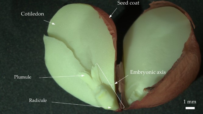 🥜🌍 🌽 Read our latest article in #Crops:

"Developing a Cryopreservation Protocol for Embryonic Axes of Six South American Peanut Genotypes (Arachis hypogaea L.)" by Marcelo Tacán et al.

📖 Learn more: lnkd.in/d8wWpmei

#Peanut #Cryopreservation #Genotype #MDPI