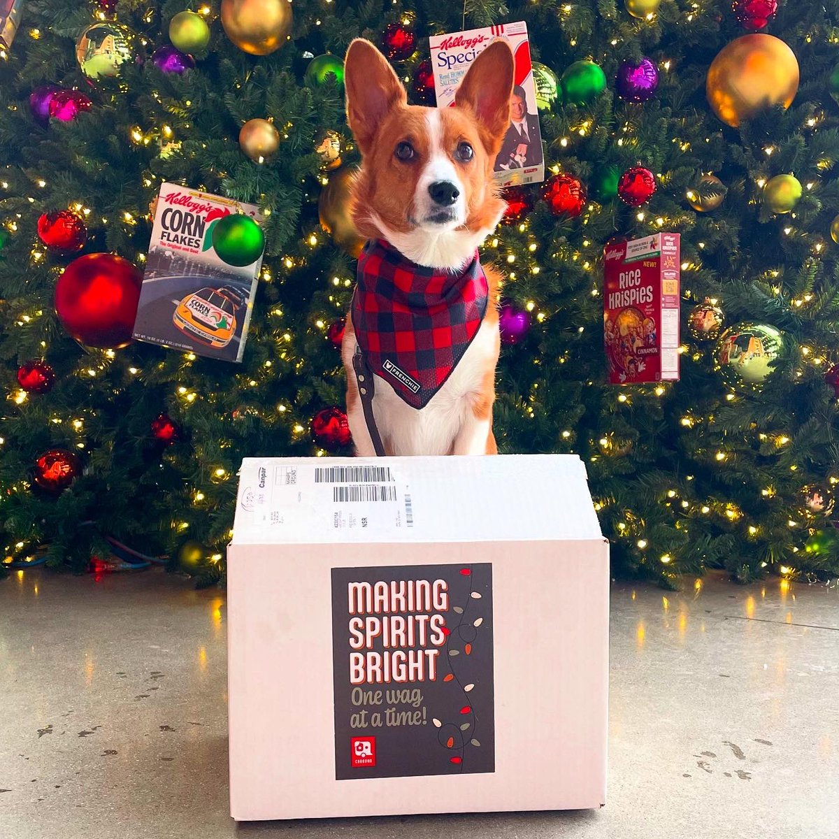 Miss Bentley The Corgi tweet media