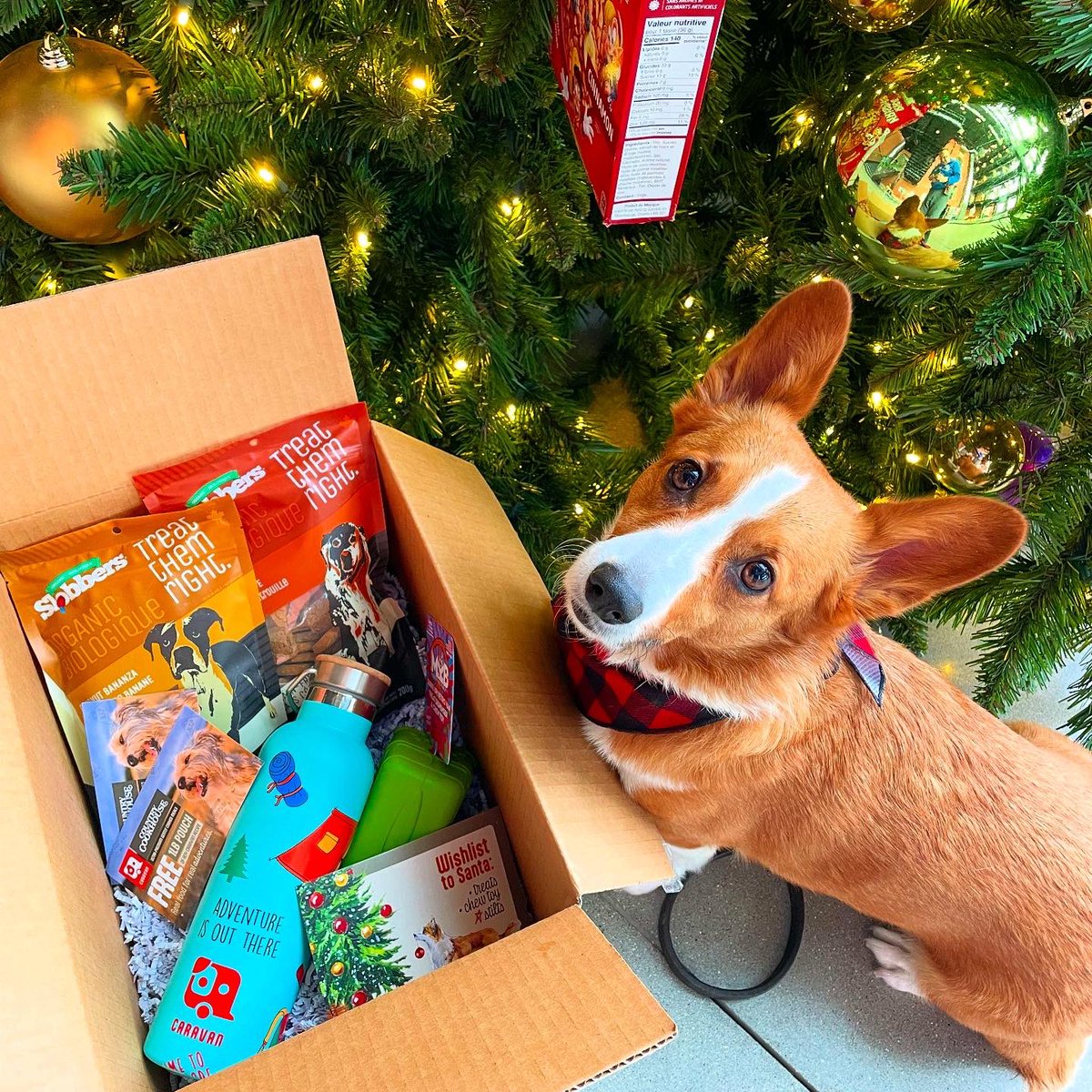 Miss Bentley The Corgi tweet media