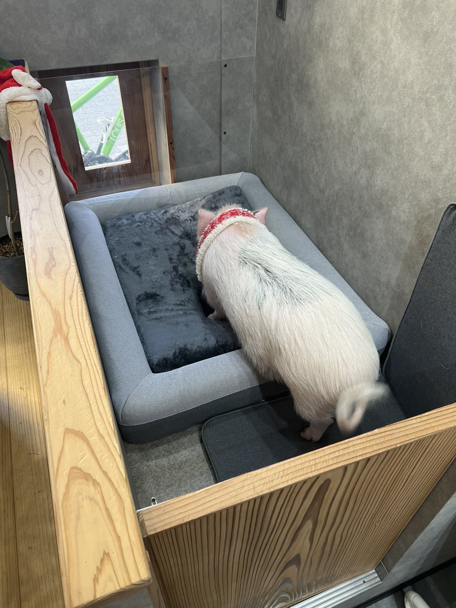 omochi_micropig's tweet photo. おもちにクリスマスプレゼント🎄
気に入ってくれたみたいでよかった☺️💕 https://t.co/Dg1FktZKzN