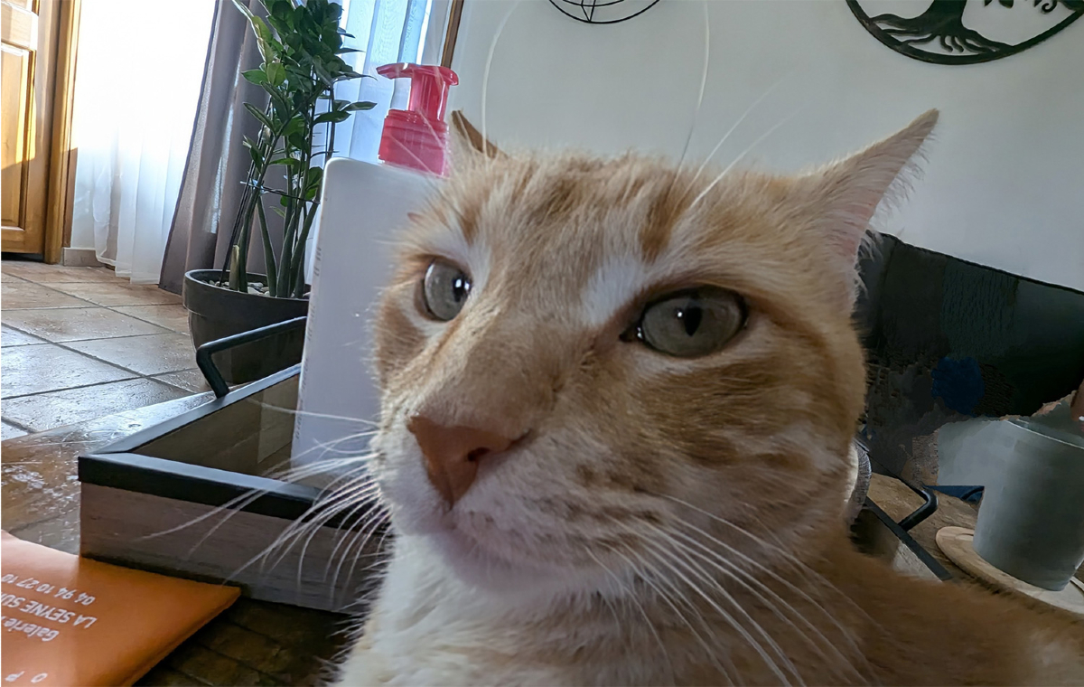 🎄😼 Quand même le chat vérifie si tout est prêt pour le réveillon…
Un détail peut tout changer, dans la cuisine comme dans vos projets digitaux. 🎯

✨ Passez un bon réveillon et un bon Noël !

#JoyeuxNoël