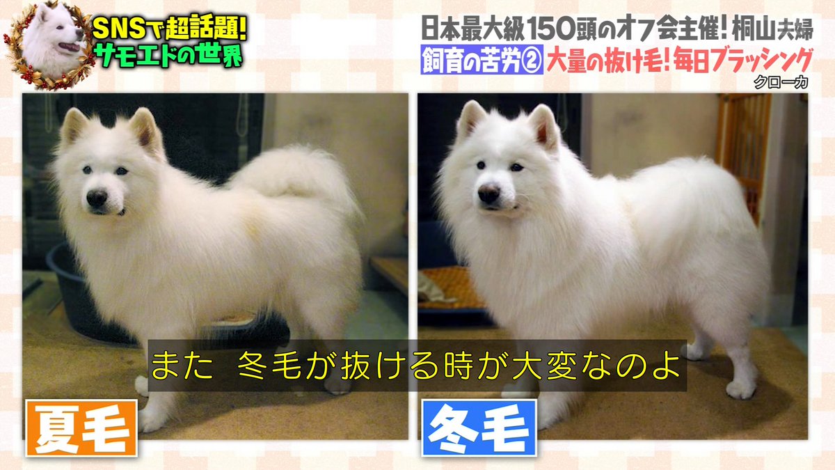 サモエドの毛を刈るのはNG #マツコの知らない世界