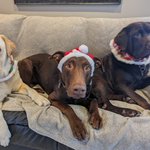 Photo by Lab Rescue Ontario (@LABRESCUE289)