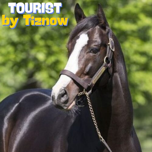 TouristStallion's tweet photo. 📌SCARLET SEA by Native Khan
📌ZEYNEPMİNA by Win River Win
📌UNTOUCHABLE GIRL by Rey De Cafe

3 değerli kısrağıyla aygırımız TOURIST 'i tercih eden Zeliha Şahin hanımefendiye teşekkür eder , sağlıklı bir aşım sezonu olmasını dileriz. https://t.co/pgRL978CoG