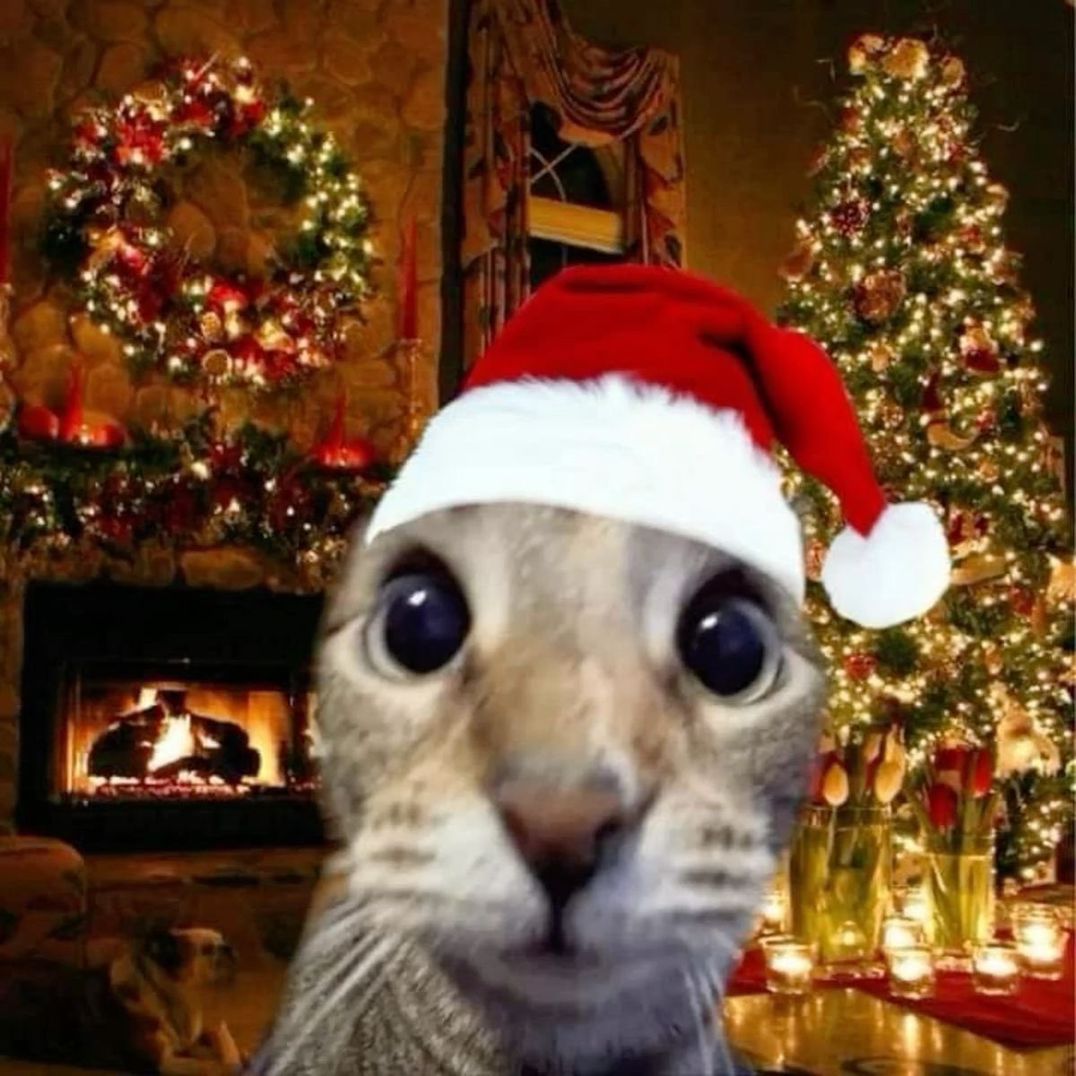 Mage Noir Premier tweet media