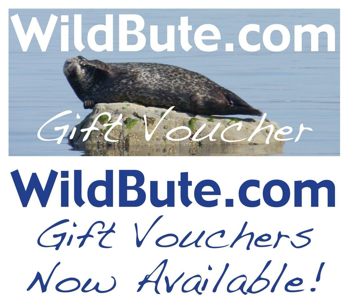 Wild Bute tweet media