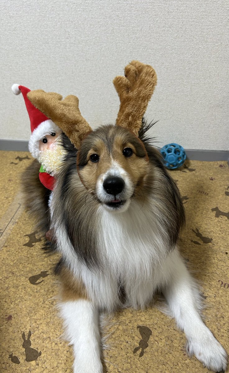 今年はステラトナカイ🦌
#MerryChristmas2024 
#MerryChristmas 
#トナカイ🦌