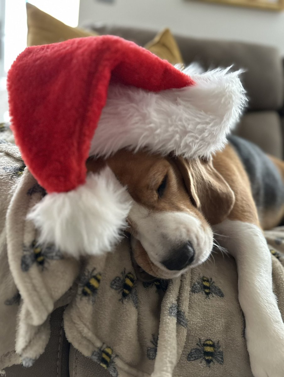 LisaBreeze68's tweet photo. Maybe one for the road wasn’t such a good idea after all Woody … #Christmas https://t.co/3Ed1zTqC6X
